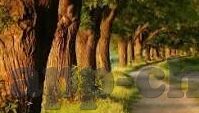 下载九妖手游-移动虚拟世界的探索——下载九妖手游